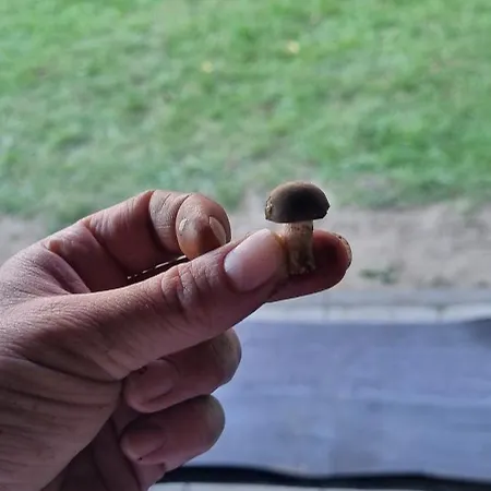 Dziupla Chalet Gorki Wielkie