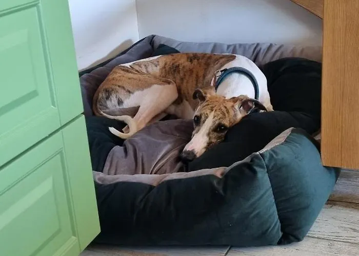 Dziupla * Gorki Wielkie