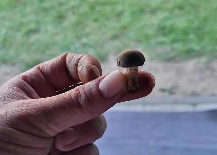 Dziupla בקתה Gorki Wielkie