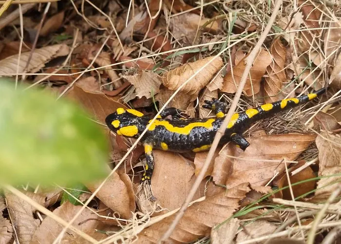 Dziupla בקתה Gorki Wielkie