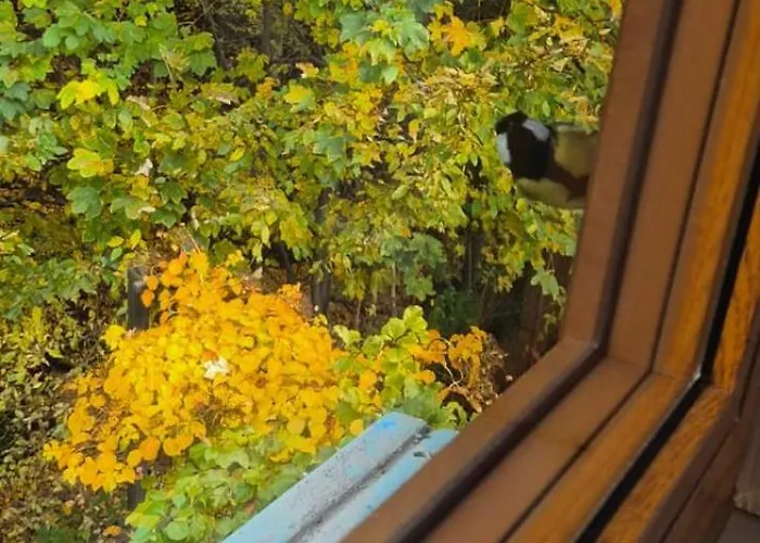 בקתה Dziupla Gorki Wielkie