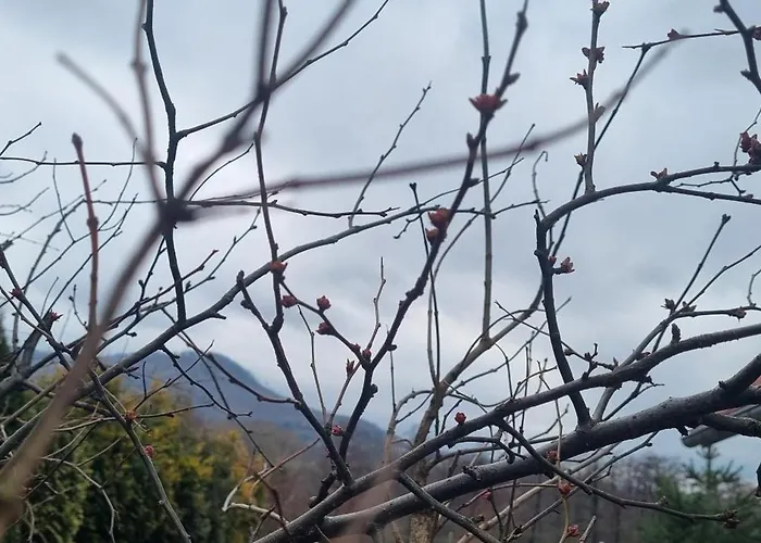 בקתה Dziupla Gorki Wielkie